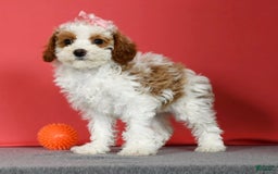 Miniature Poodle dogs for sale: Aubrey - Image 4