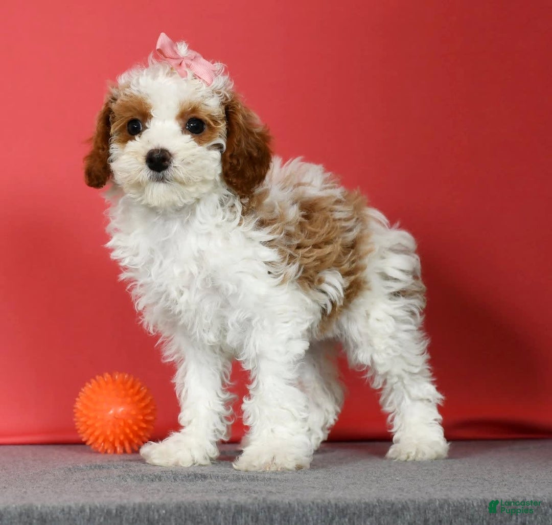 Miniature Poodle dogs for sale: Aubrey - Image 4