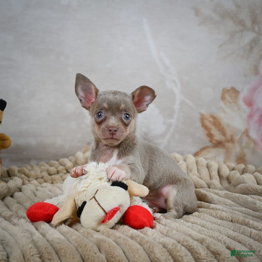 Chihuahua dogs for sale: Sophie - Image 7
