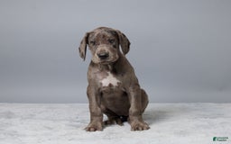 Great Dane dogs for sale: Avery - Image 2
