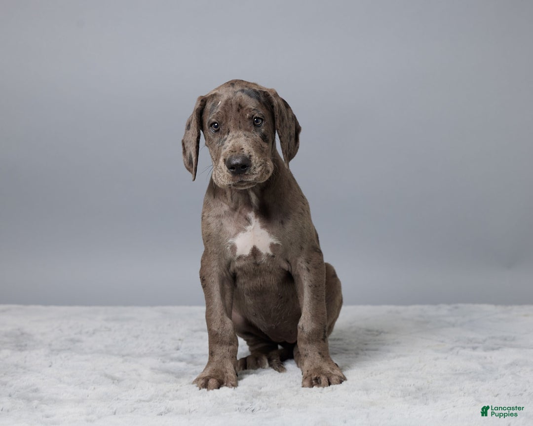 Great Dane dogs for sale: Avery - Image 2