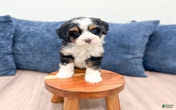 Mini Bernedoodle dogs for sale: Abby - Image 4