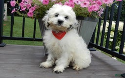 Cockapoo dogs for sale: Boomer - Image 10