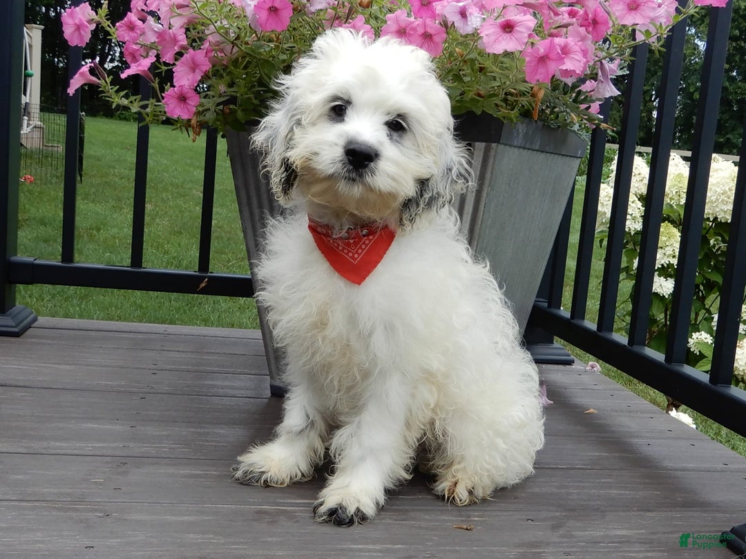 Cockapoo dogs for sale: Boomer - Image 10