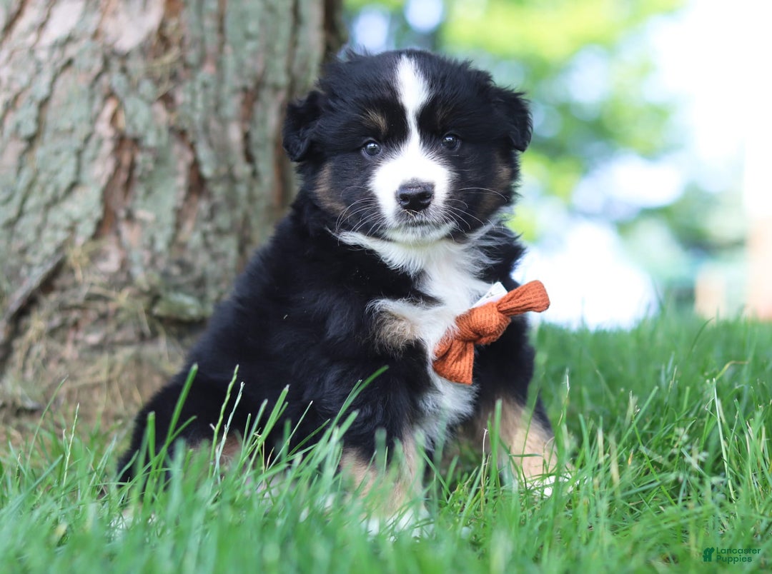 Australian Shepherd dogs for sale: Baja - Image 7