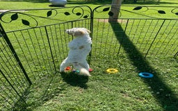 Cavapoo dogs for sale: Puppy 67 - Image 4