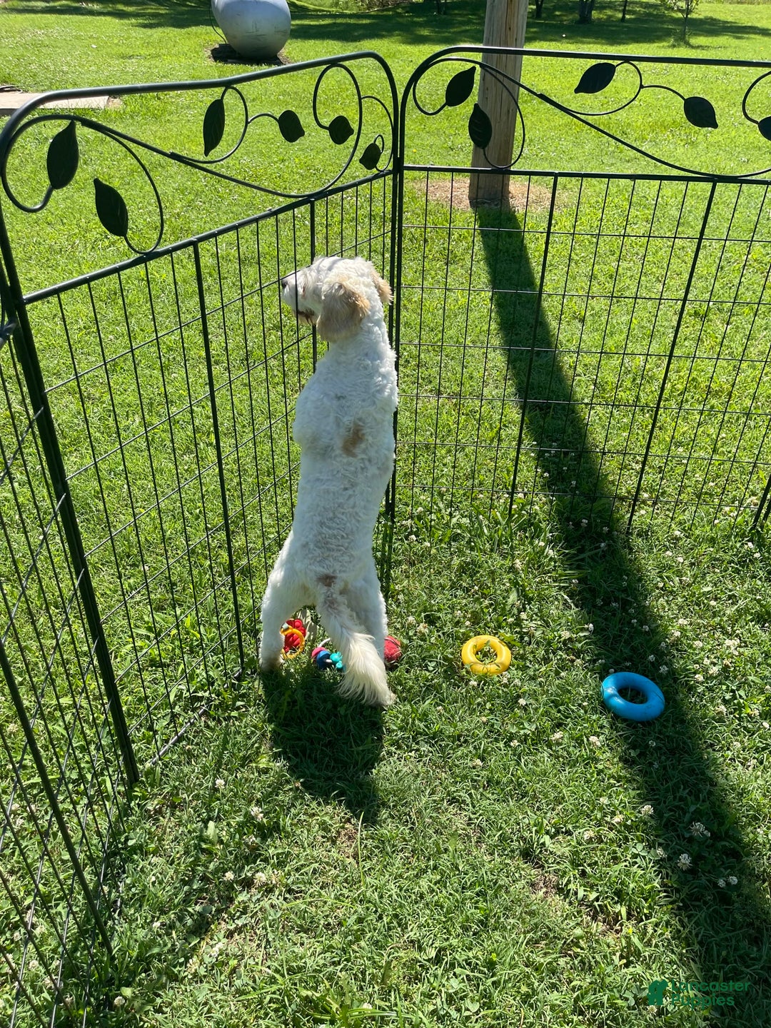 Cavapoo dogs for sale: Puppy 67 - Image 4