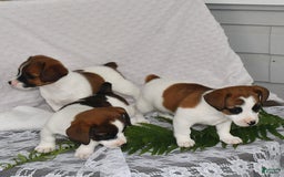 Jack Russell Terrier dogs for sale: Addie - Image 4