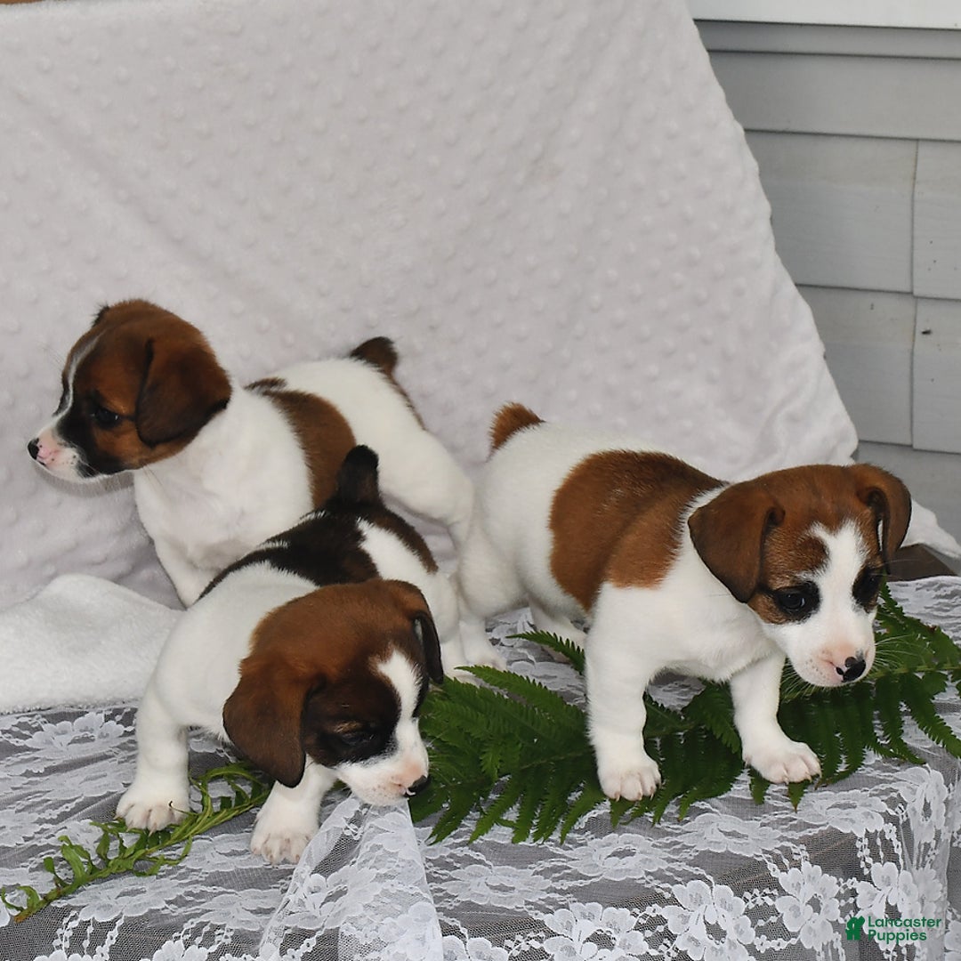 Jack Russell Terrier dogs for sale: Addie - Image 4