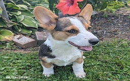 Welsh Corgi Pembroke dogs for sale: Charlie - Image 6