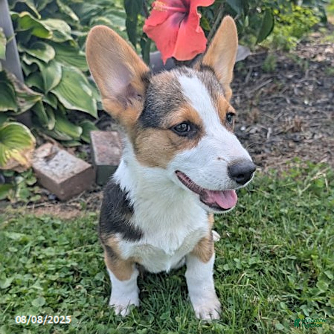 Welsh Corgi Pembroke dogs for sale: Charlie - Image 6