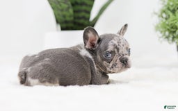 French Bulldog dogs for sale: Ralph - Image 10