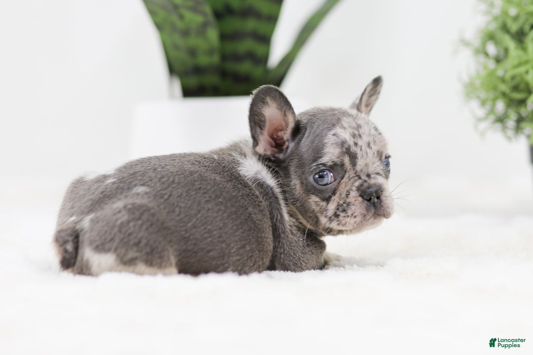French Bulldog dogs for sale: Ralph - Image 10