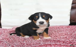 Greater Swiss Mountain Dog dogs for sale: Cash - Image 7