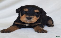 Schnoodle dogs for sale: Dexter - Image 2