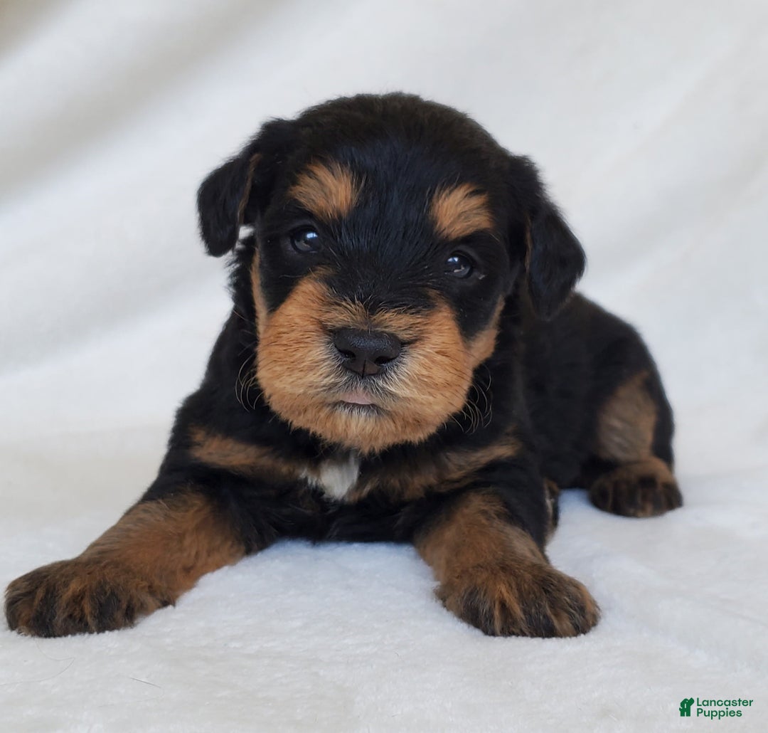 Schnoodle dogs for sale: Dexter - Image 2
