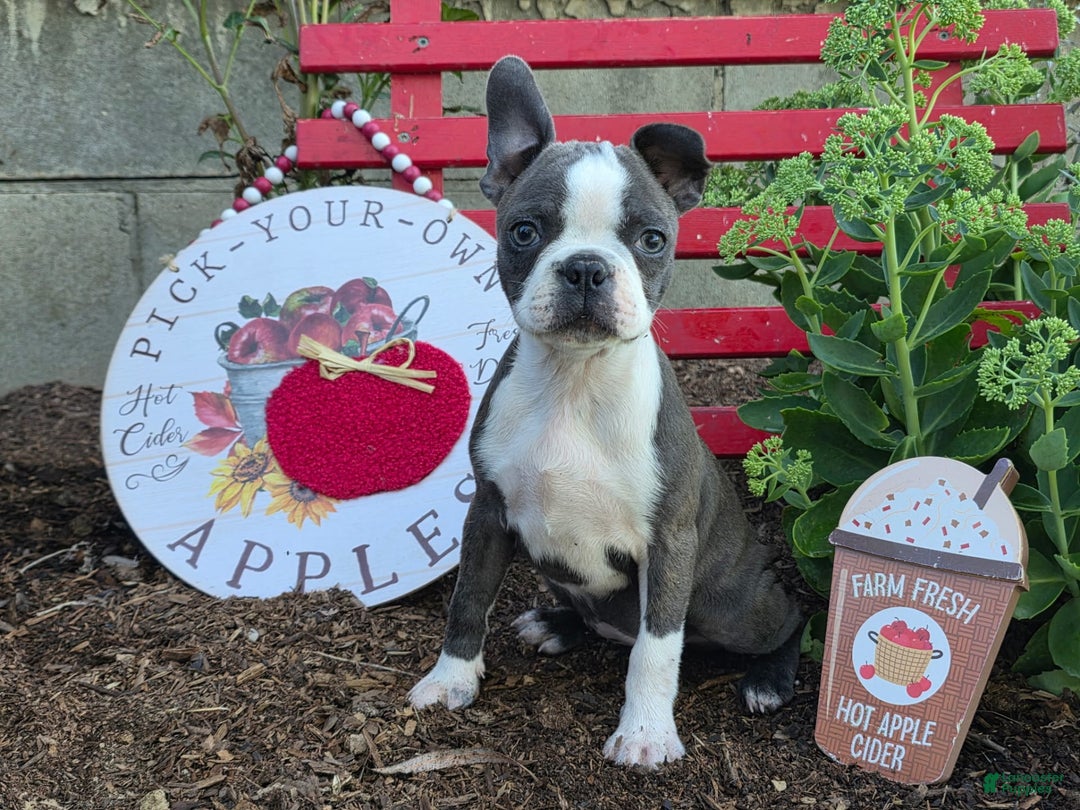 French Bulldog dogs for sale: Peaches - Image 3