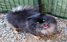 Pomeranian dogs for sale: Sushi - Image 9