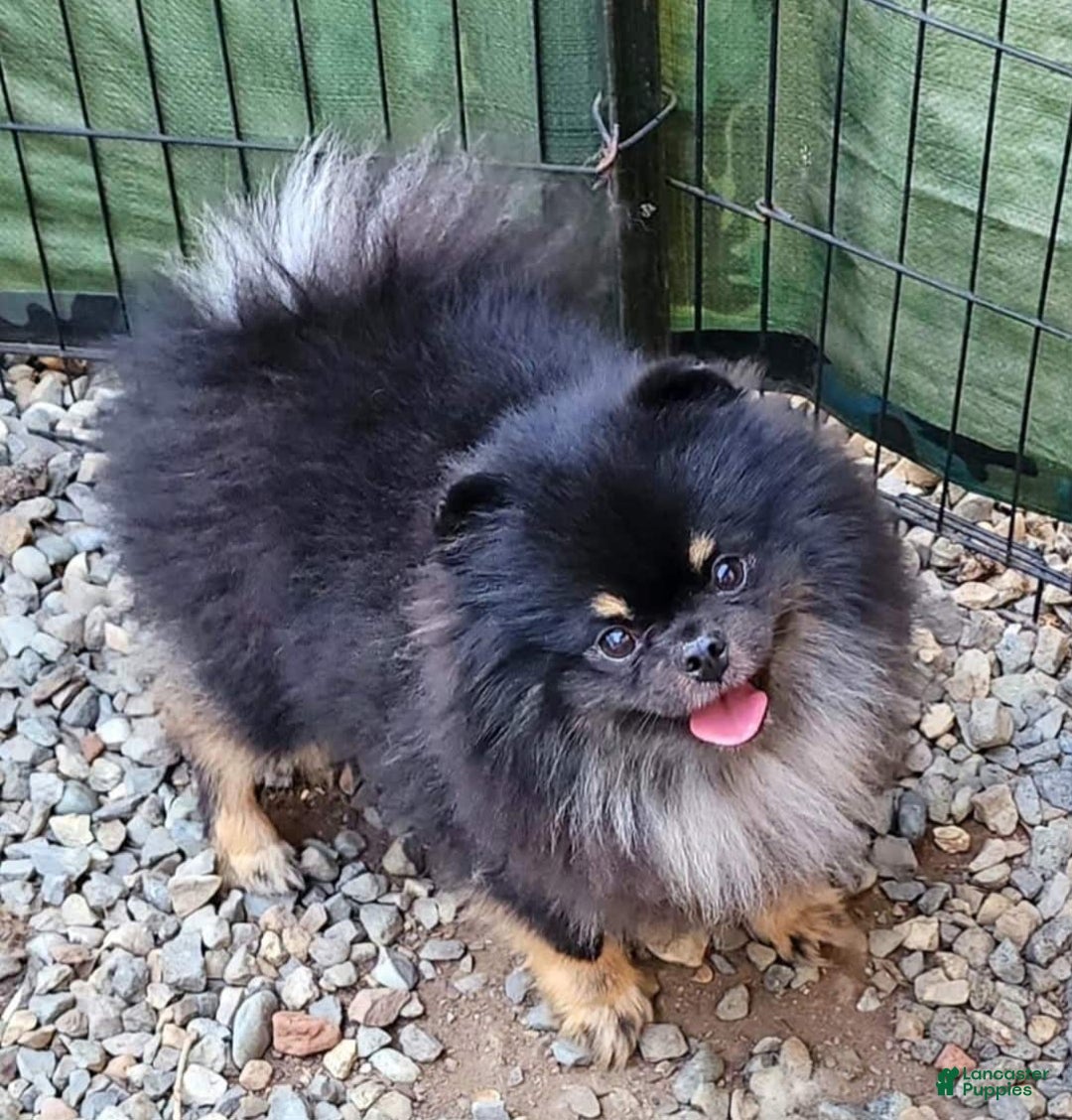 Pomeranian dogs for sale: Sushi - Image 9