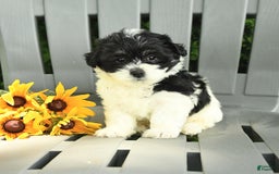 Havanese dogs for sale: Sweetheart - Image 2