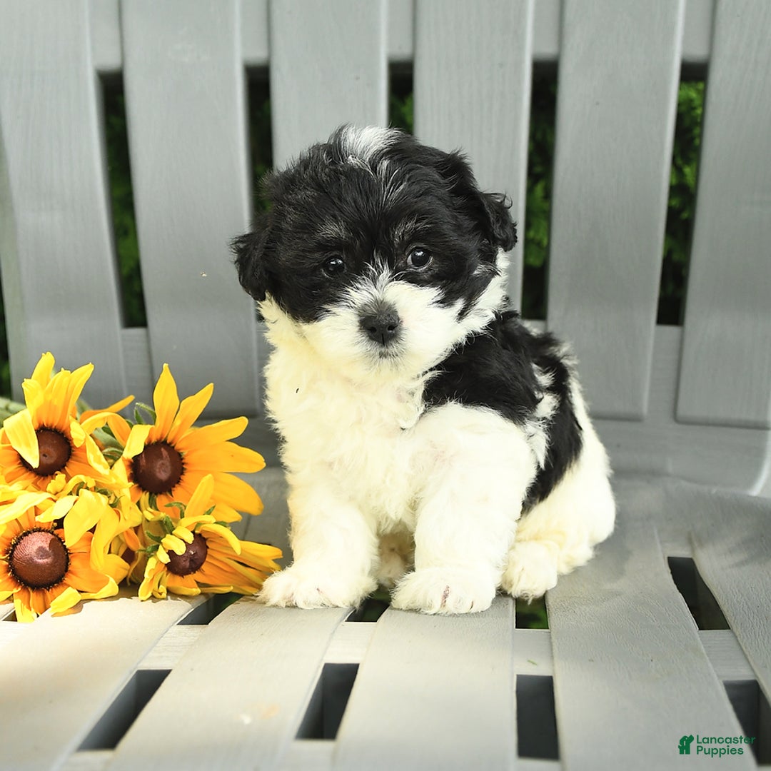 Havanese dogs for sale: Sweetheart - Image 2