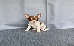 Chihuahua dogs for sale: Milo - Image 3