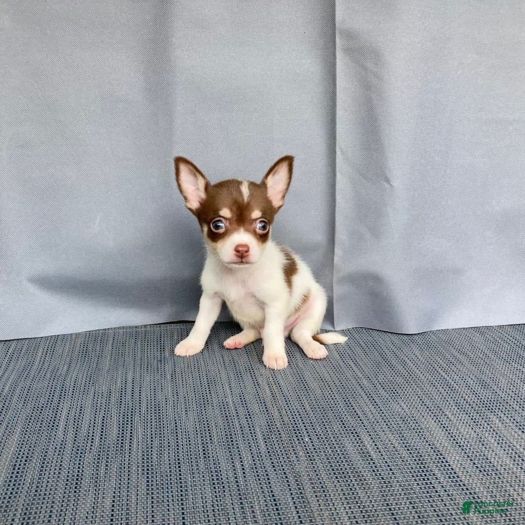 Chihuahua dogs for sale: Milo - Image 3