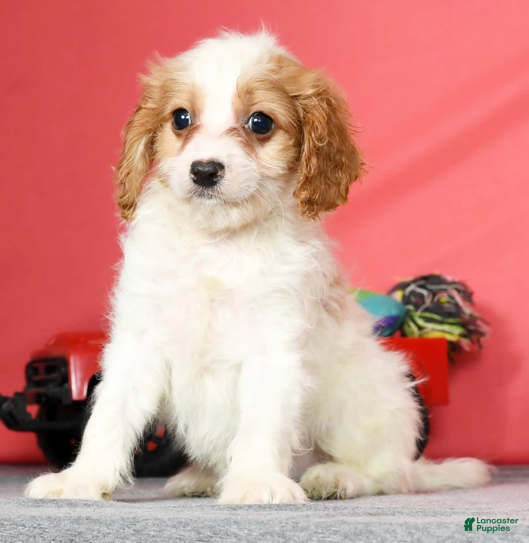 Cavapoo dogs for sale: Joey - Image 7