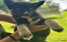 Gerberian Shepsky dogs for sale: Pixy - Image 20