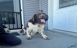 Newfoundland dogs for sale: Jasper - Image 12
