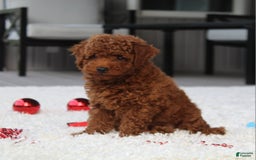 Toy Poodle dogs for sale: Elri - Image 14
