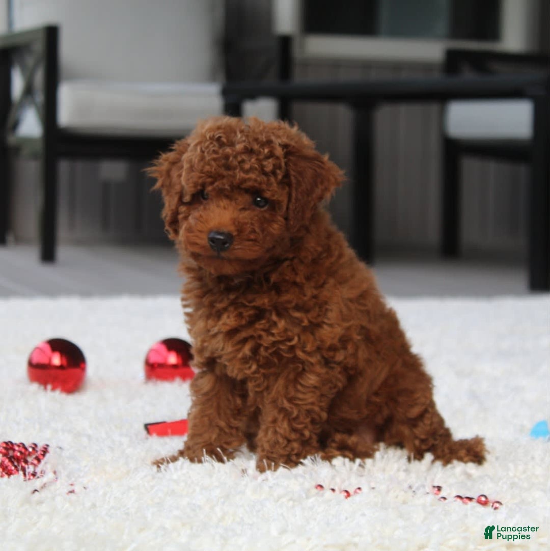 Toy Poodle dogs for sale: Elri - Image 14