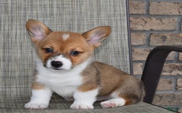 Welsh Corgi Pembroke dogs for sale: Cole - Image 10