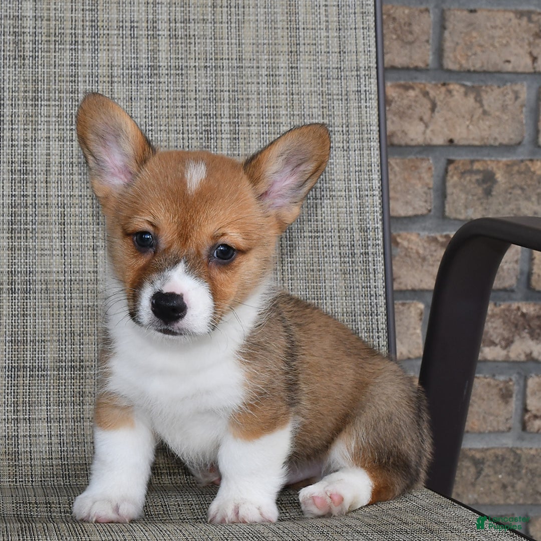 Welsh Corgi Pembroke dogs for sale: Cole - Image 10