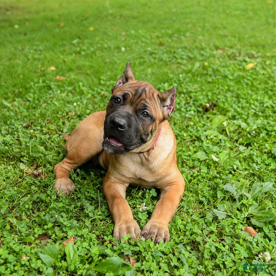 Cane Corso dogs for sale: Tessa - Image 12