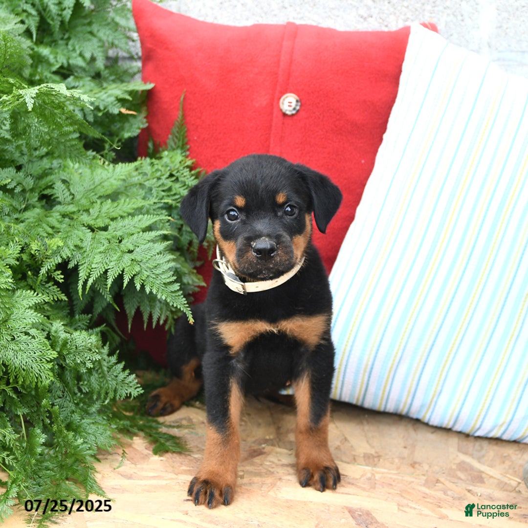 Rottweiler dogs for sale: Rover - Image 4
