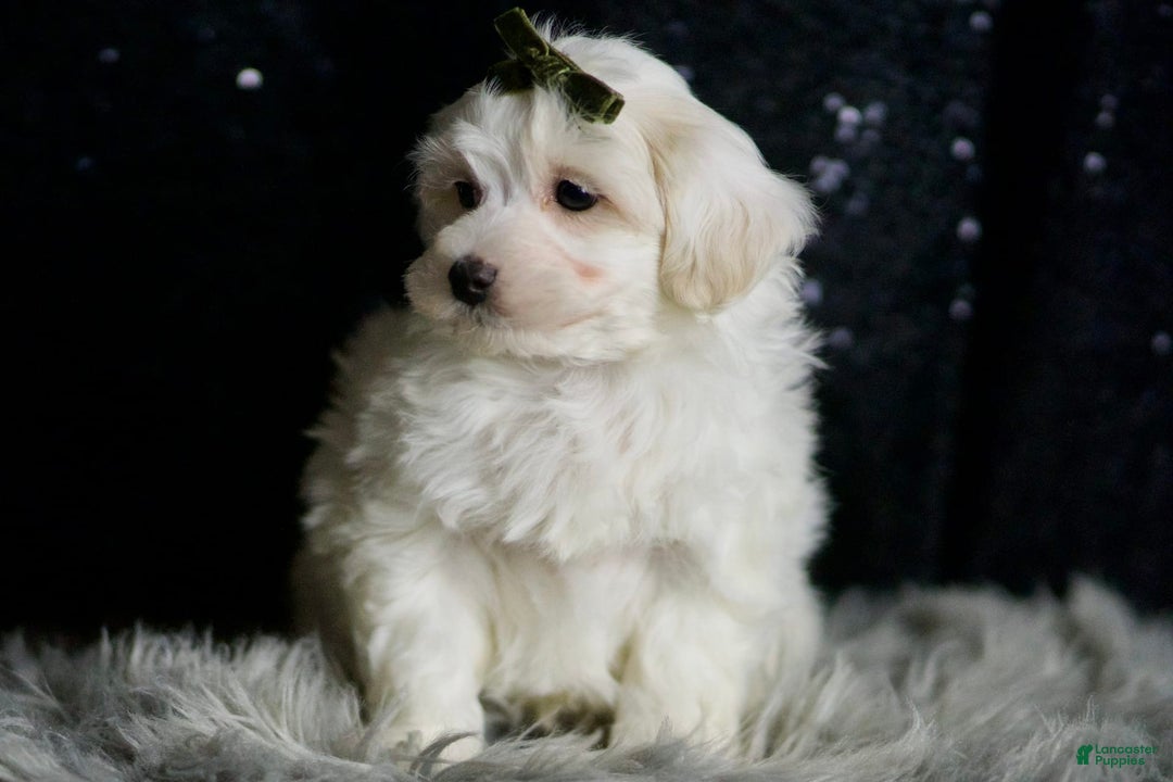 Maltipoo dogs for sale: Atticus - Image 2
