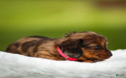 Miniature Dachshund dogs for sale: Ellie - Image 1