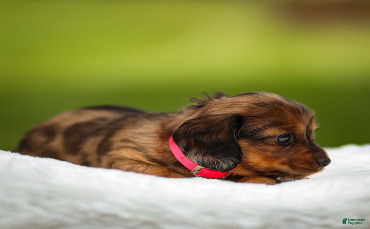 Miniature Dachshund dogs for sale - Ad 3