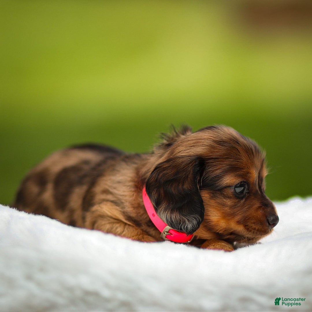Miniature Dachshund dogs for sale: Ellie - Image 1