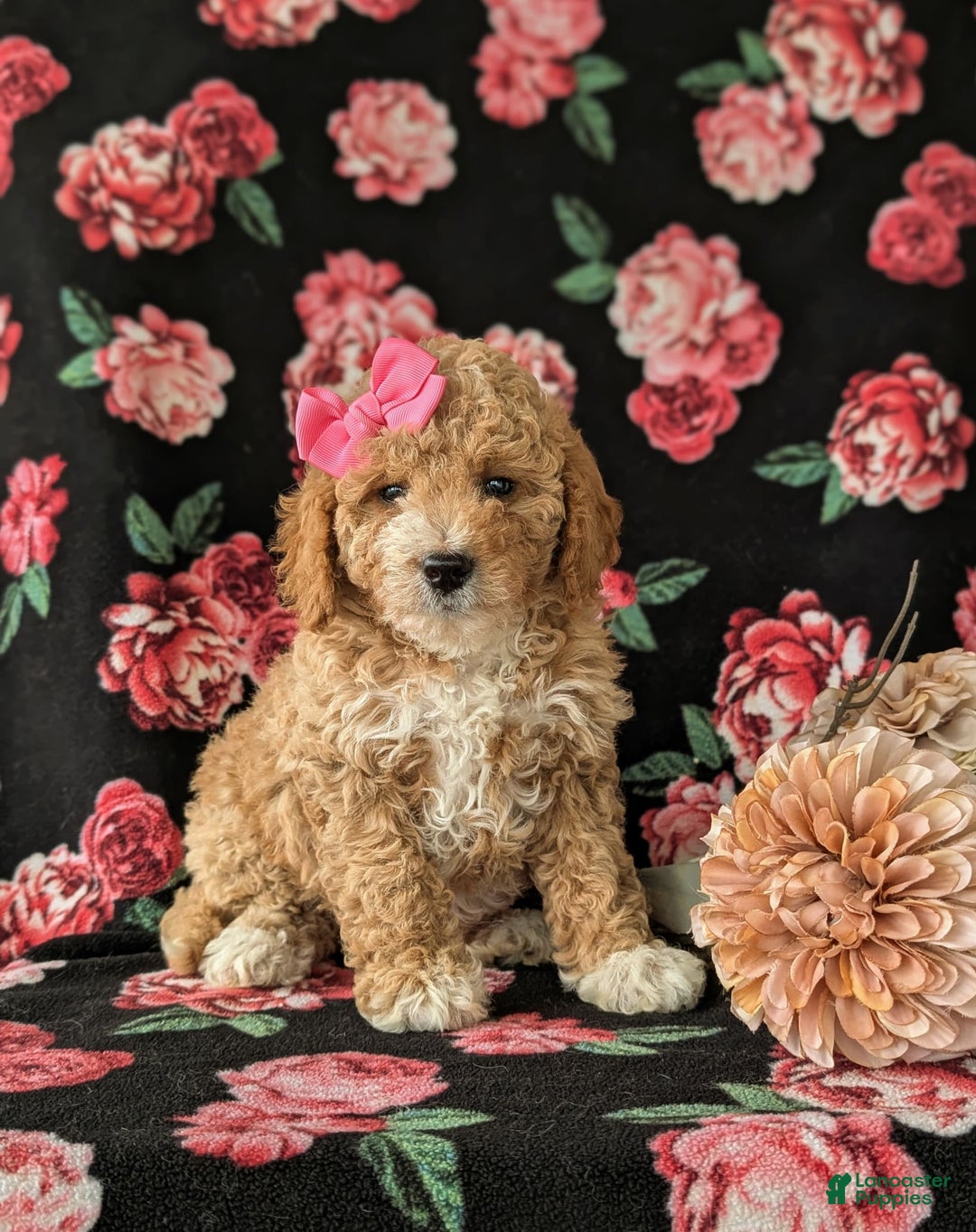  dogs for sale: Mini Goldendoodle 7 puppies - Image 5