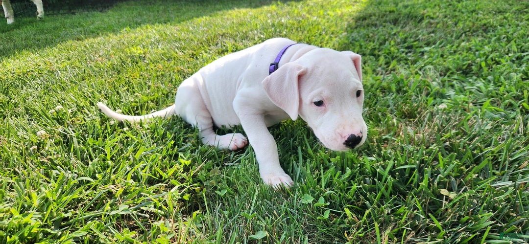 Dogo Argentino dogs for sale: Female - Image 1