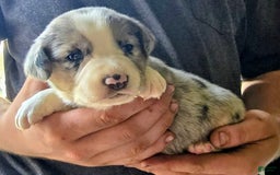 Miniature Australian Shepherd dogs for sale: Liam - Image 4