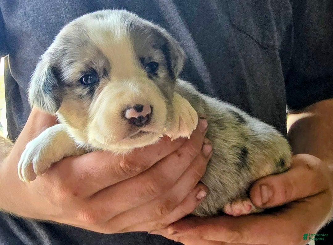 Miniature Australian Shepherd dogs for sale: Liam - Image 4