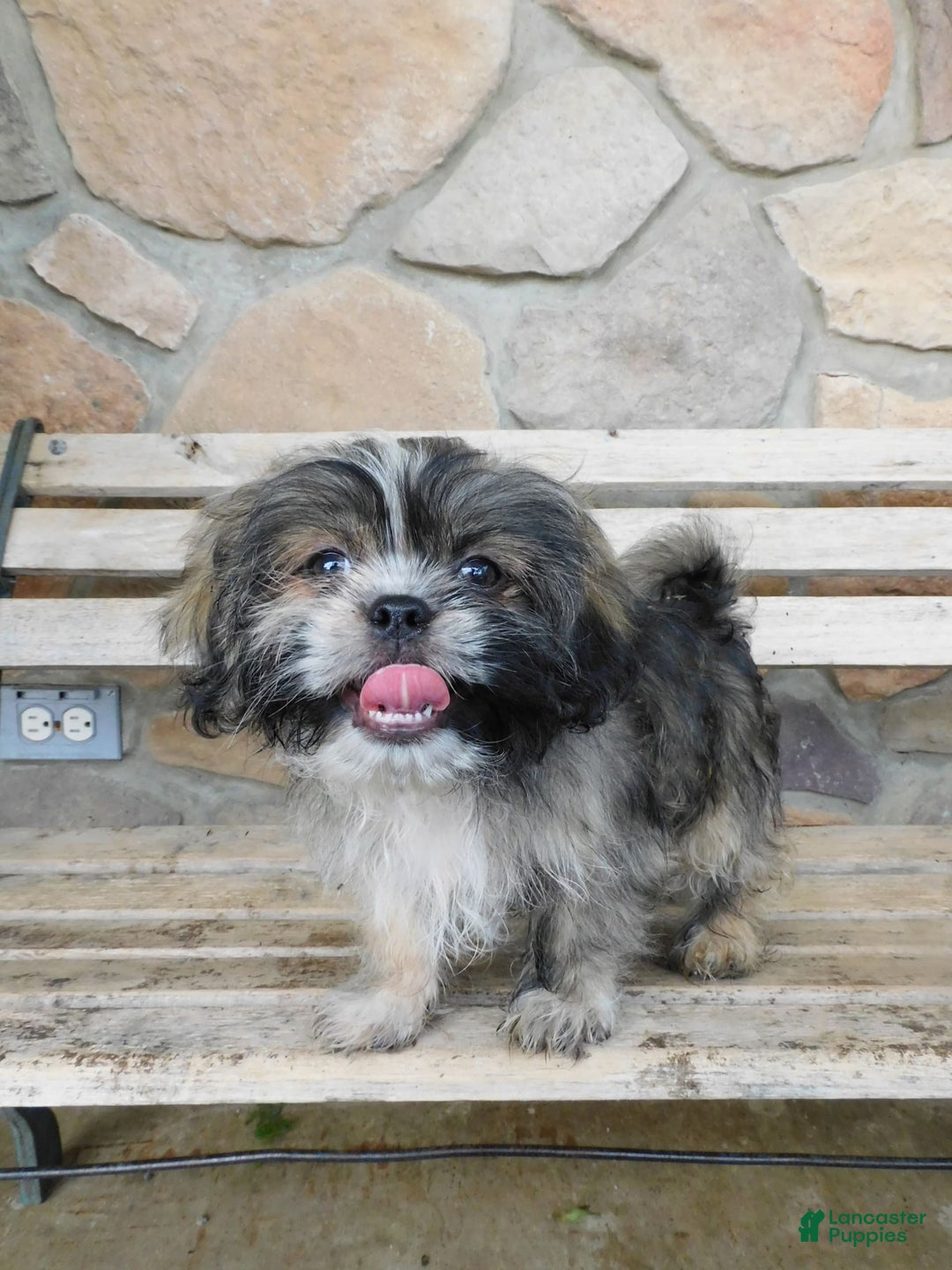 Shih Tzu dogs for sale: Max - Image 12