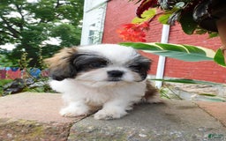 Shih Tzu dogs for sale: Dallas - Image 6