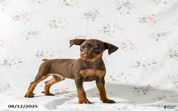 Miniature Pinscher dogs for sale: Chief - Image 1