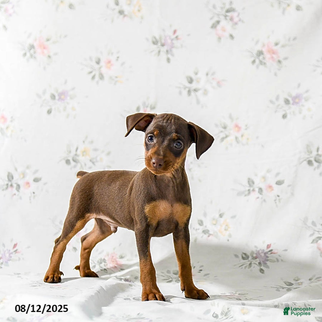 Miniature Pinscher dogs for sale: Chief - Image 1
