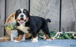 Bernese Mountain Dog dogs for sale: Benson - Image 3