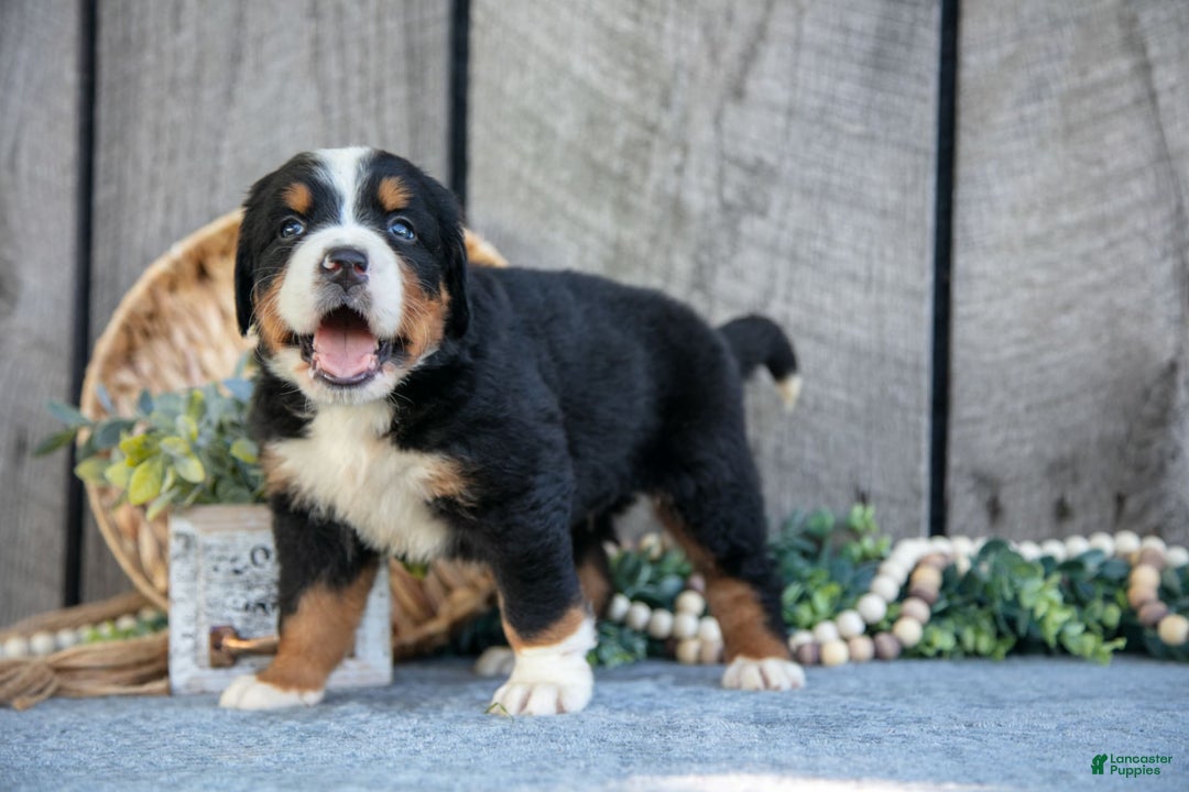 Bernese Mountain Dog dogs for sale: Benson - Image 3